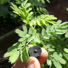 Load image into Gallery viewer, Seedballs