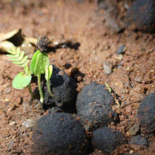 Load image into Gallery viewer, Seedballs